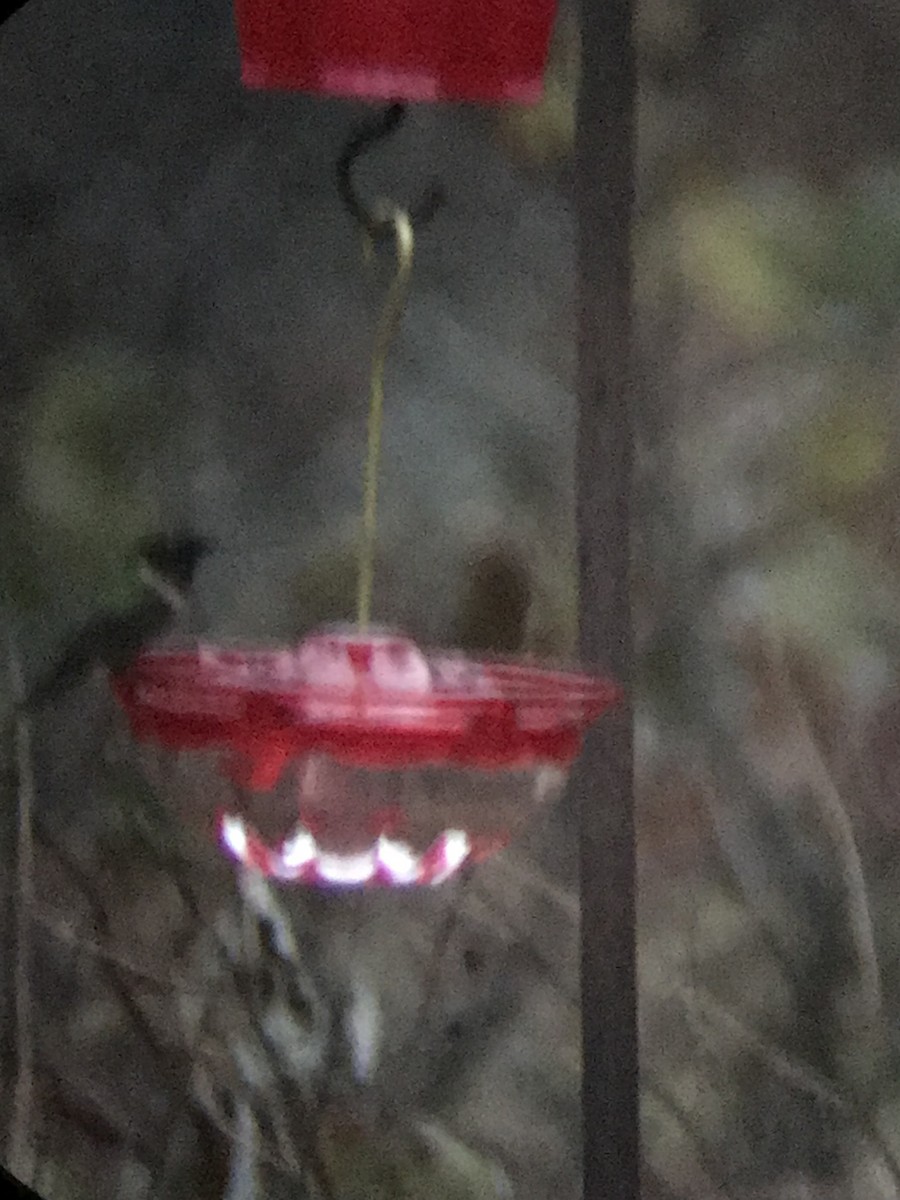 Ruby-throated Hummingbird - ML646443316