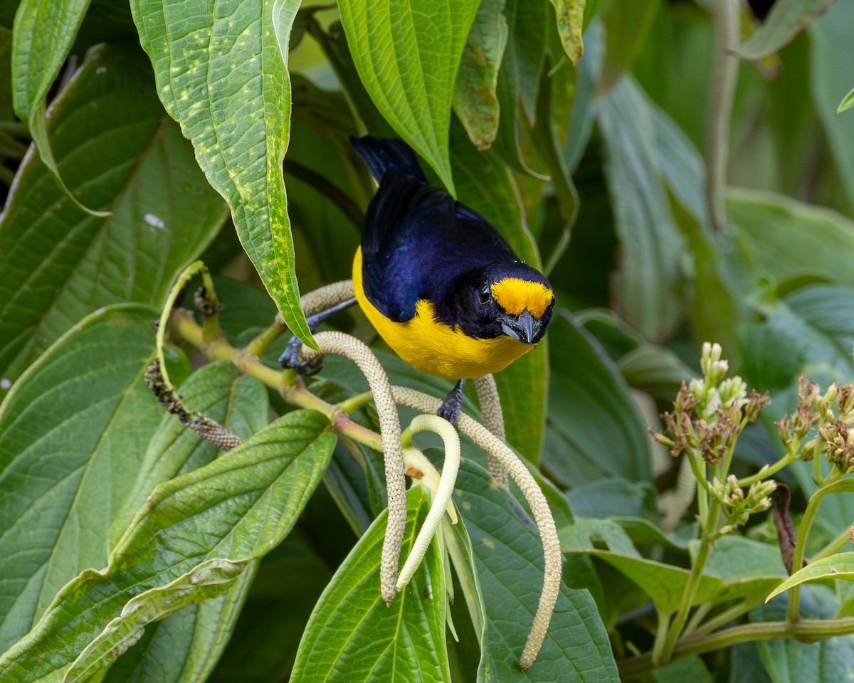 Violaceous Euphonia - ML646443317