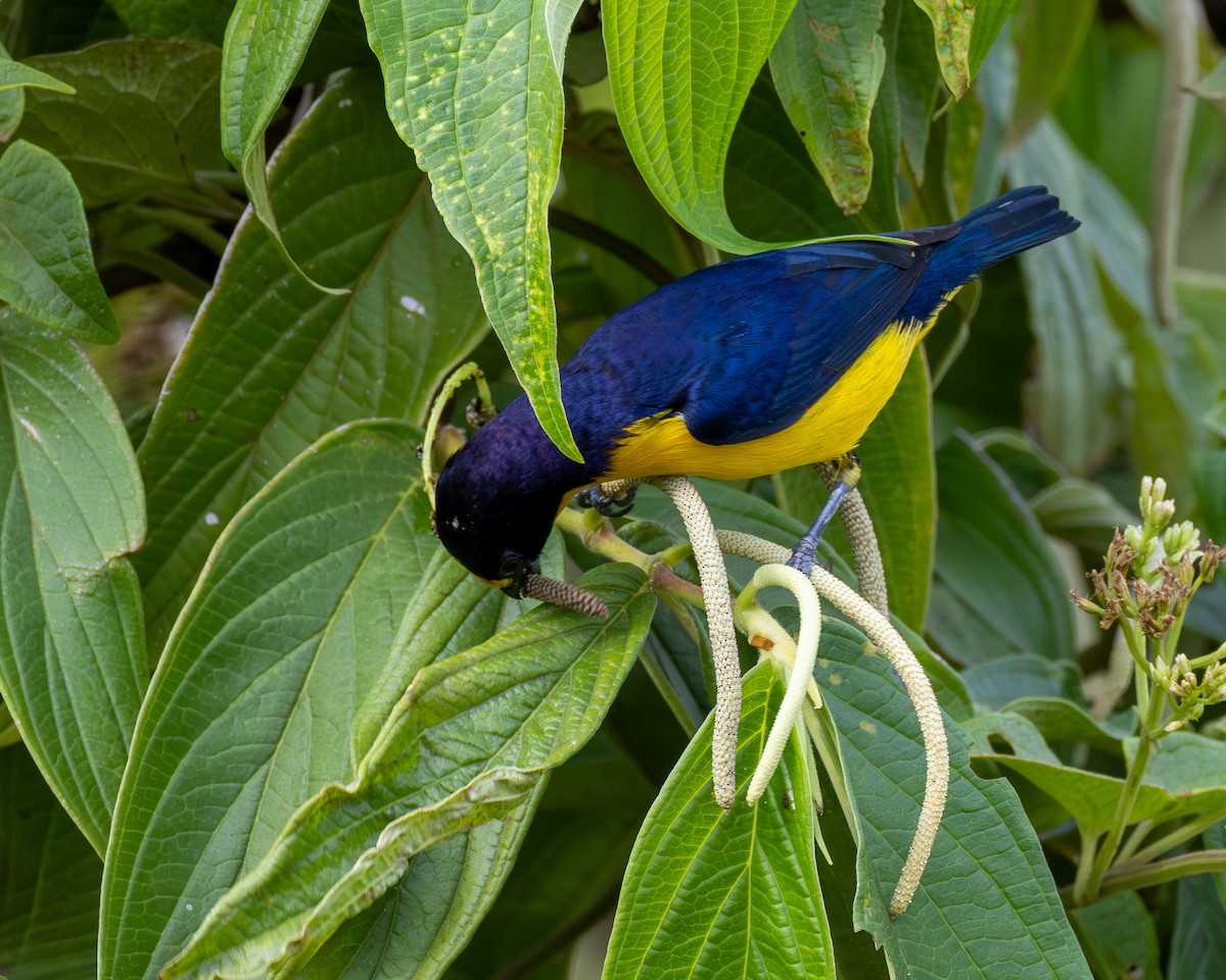 Violaceous Euphonia - ML646443318