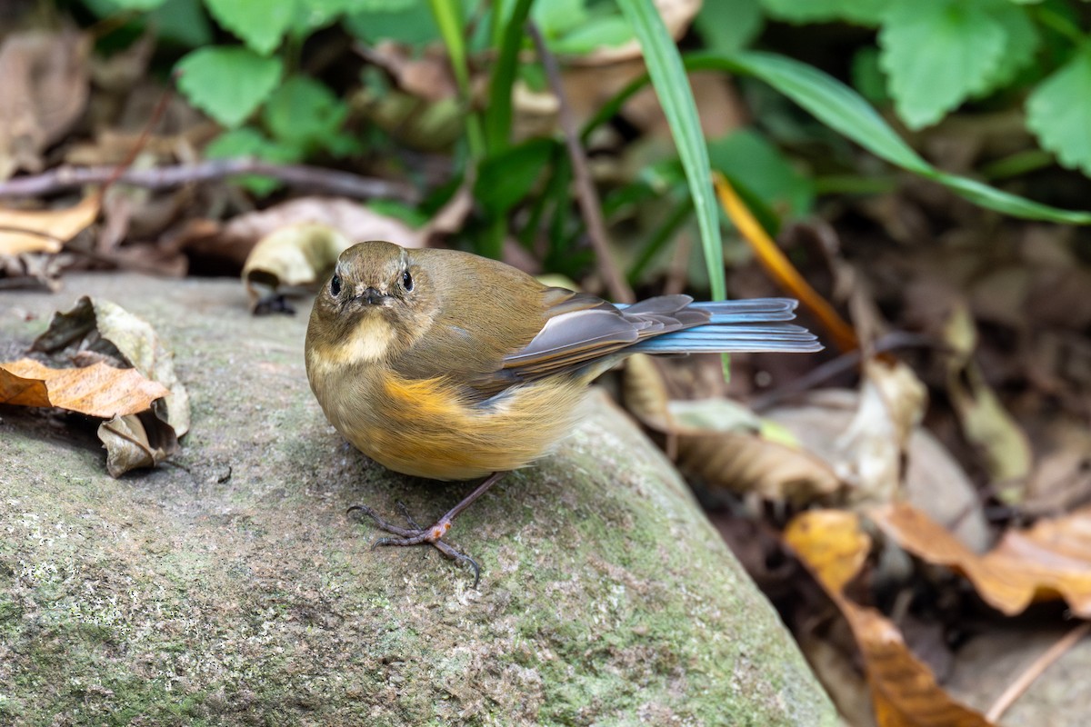 Red-flanked Bluetail - ML646443319