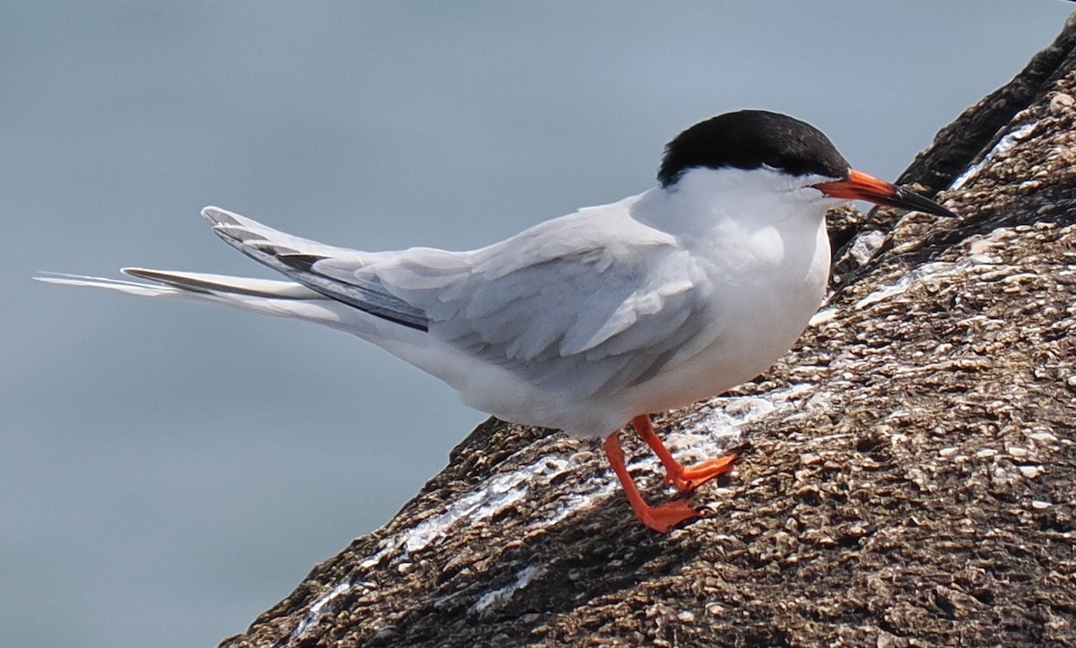 Roseate Tern - ML646443321