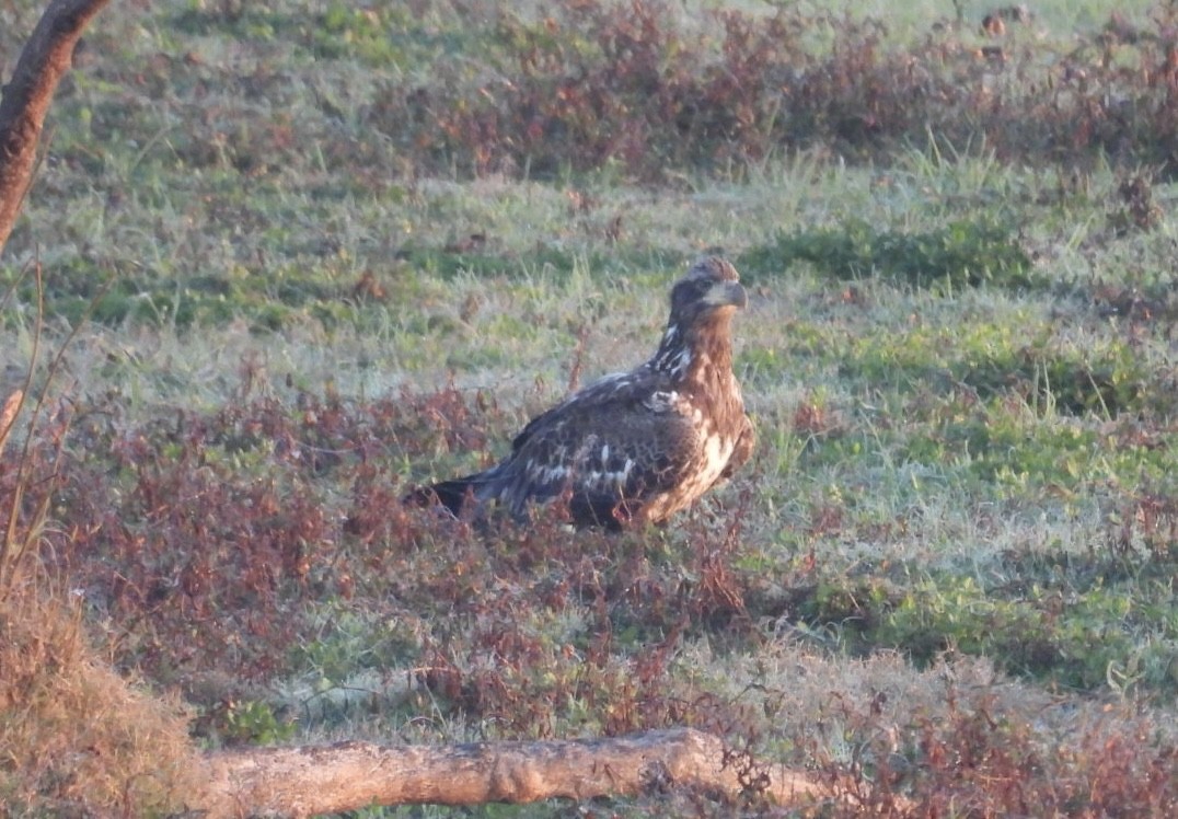 Bald Eagle - ML646443322