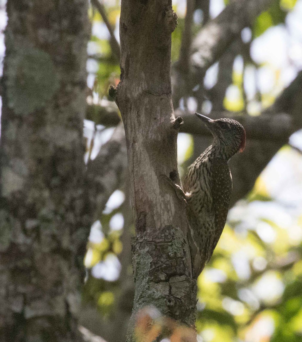 Golden-tailed Woodpecker - ML646443323