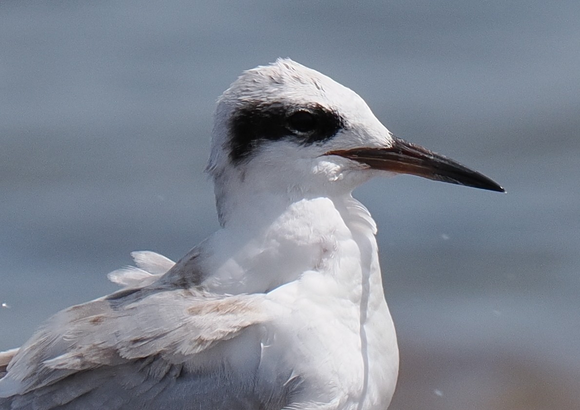 Forster's Tern - ML646443326