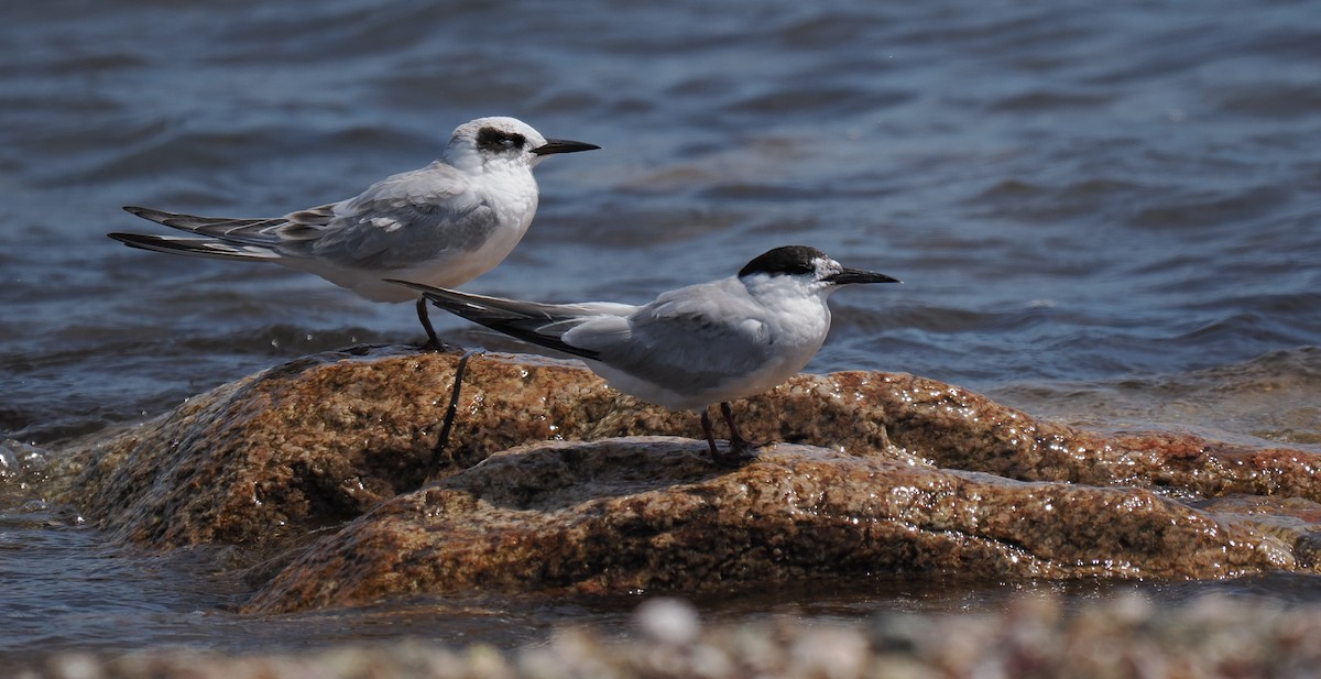 Forster's Tern - ML646443332