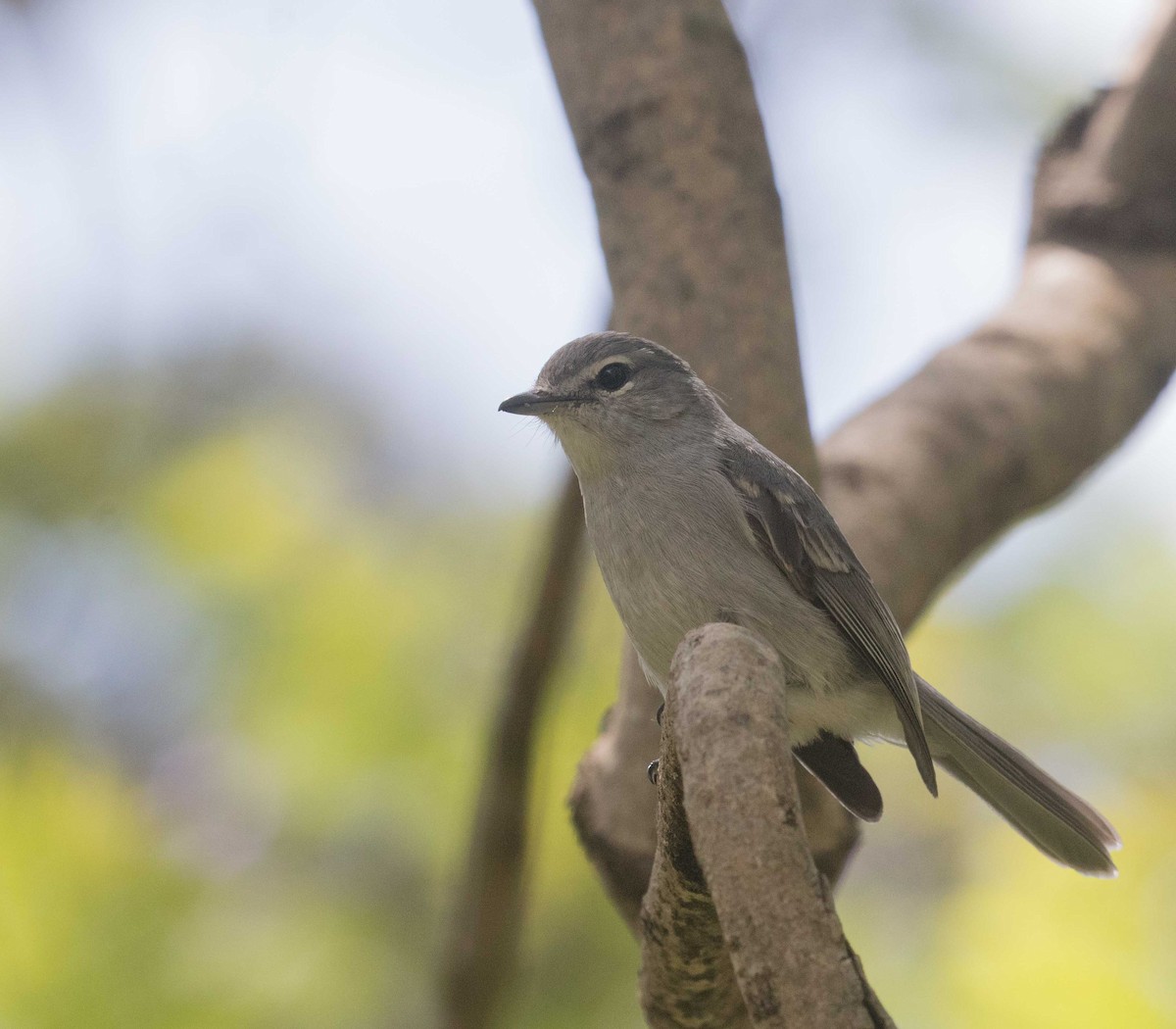 Ashy Flycatcher - ML646443333
