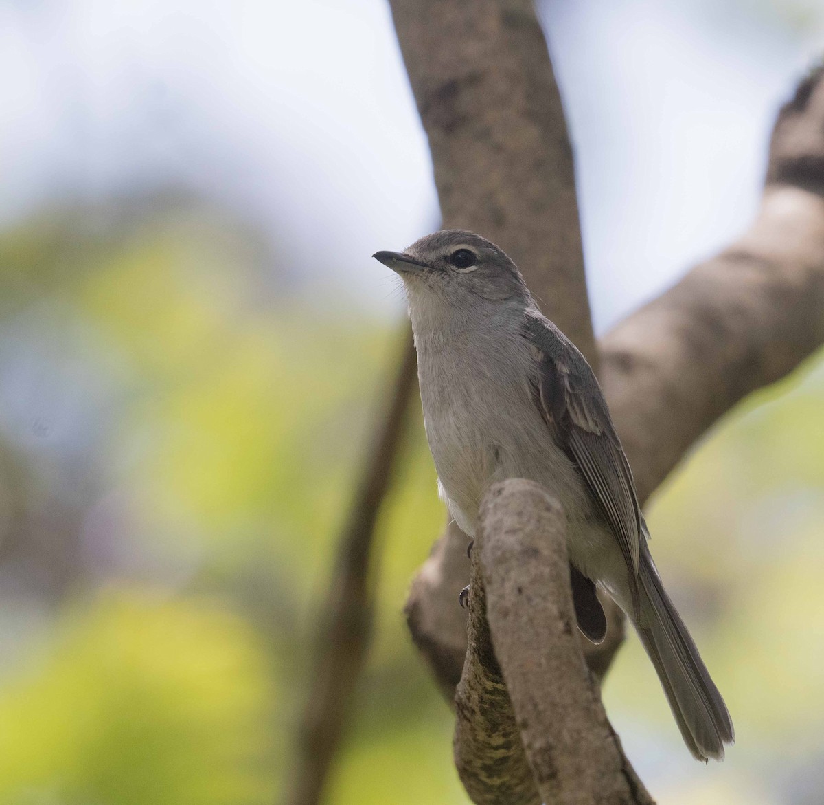 Ashy Flycatcher - ML646443334