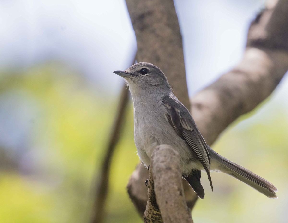 Ashy Flycatcher - ML646443335