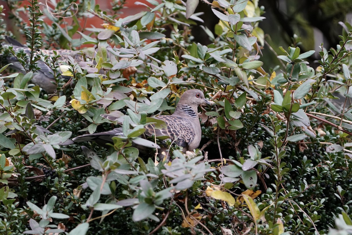 キジバト - ML646443336