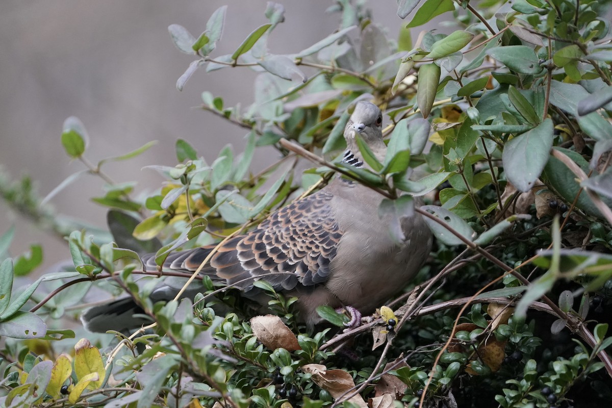 キジバト - ML646443337