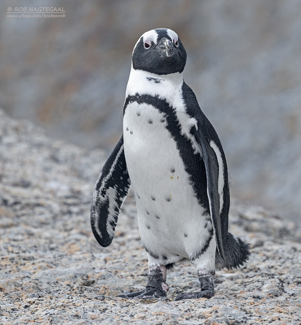African Penguin - ML646443339