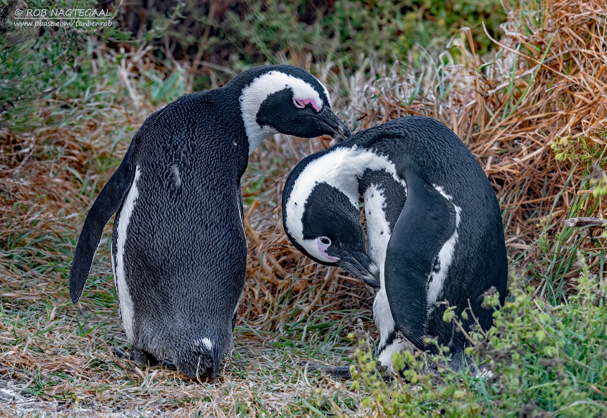 African Penguin - ML646443340