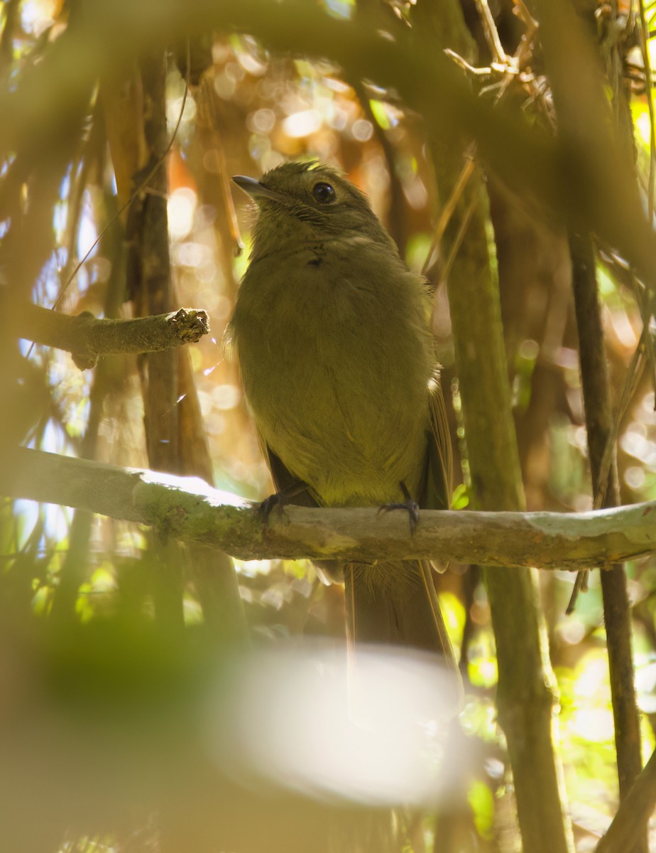 Greenish Schiffornis - ML646443341