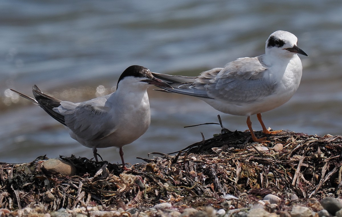 Common Tern - ML646443350
