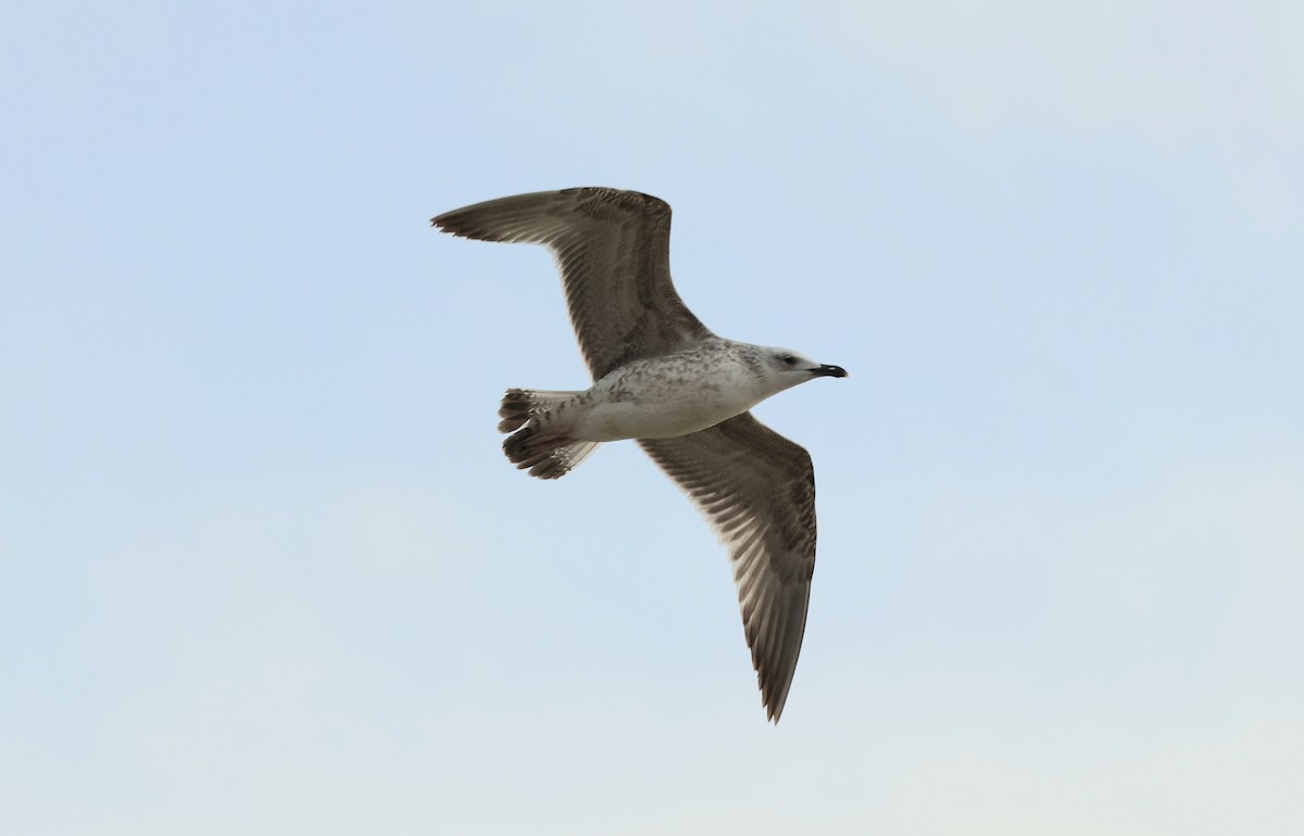Caspian Gull - ML646443352