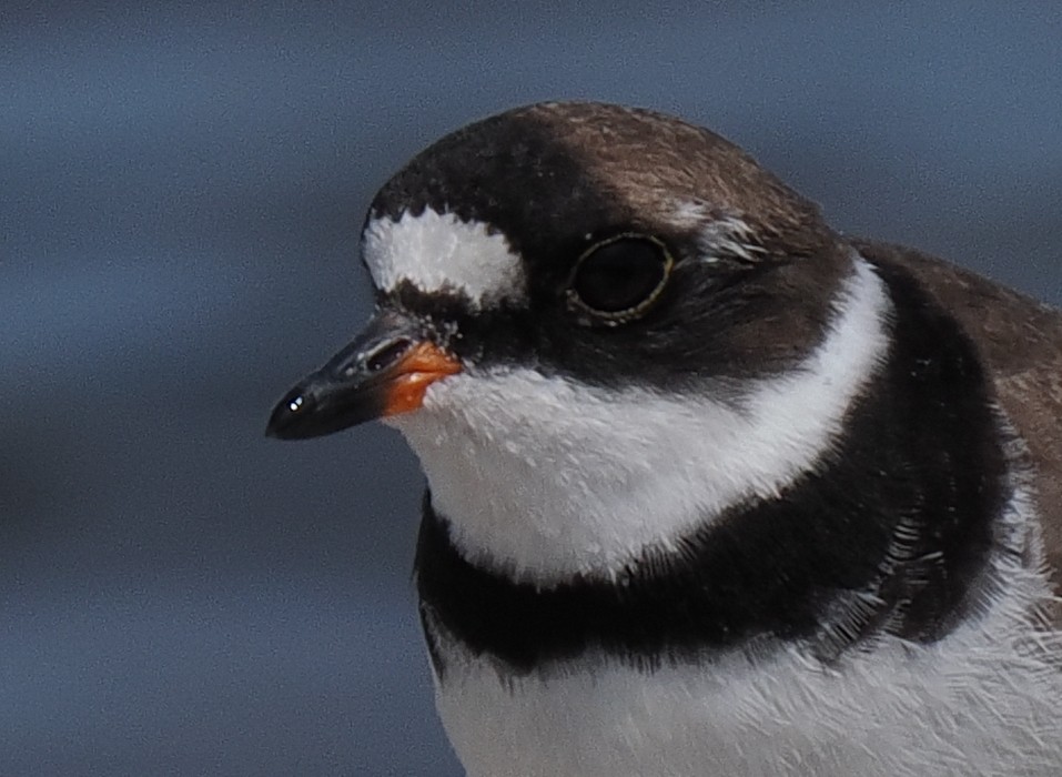 Semipalmated Plover - ML646443356