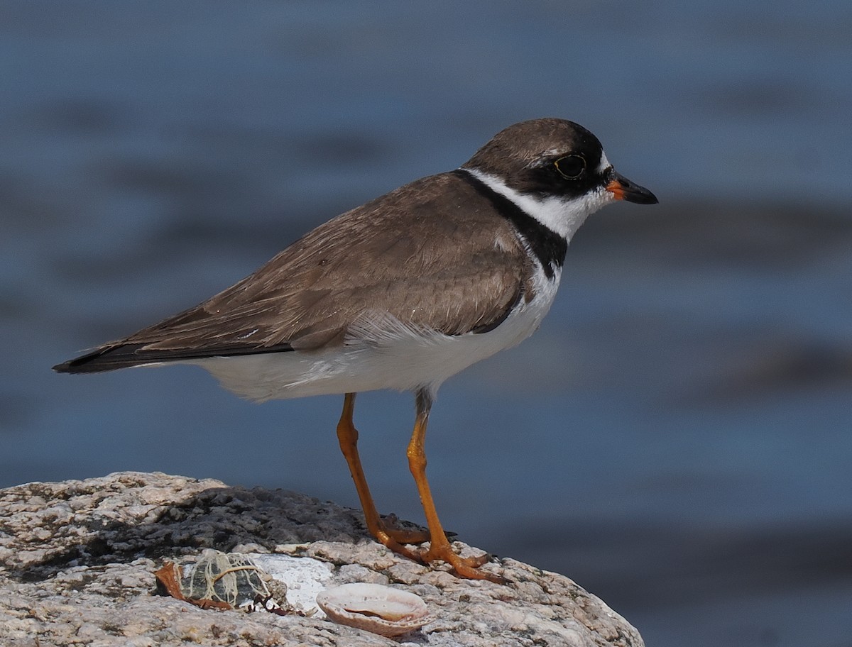 Semipalmated Plover - ML646443358