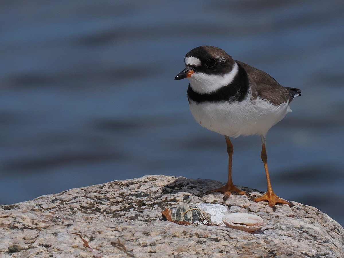 Semipalmated Plover - ML646443359