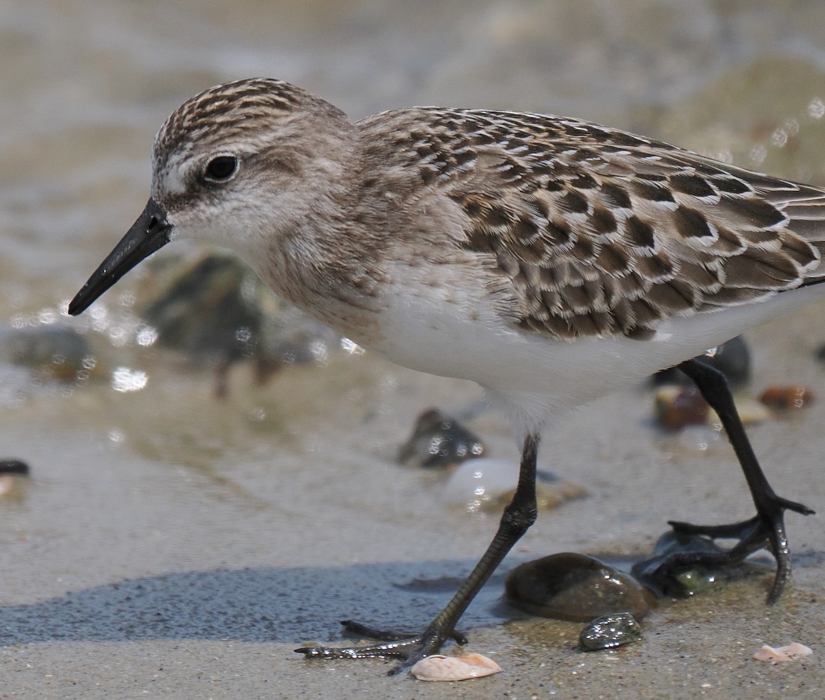 Semipalmated Sandpiper - ML646443366