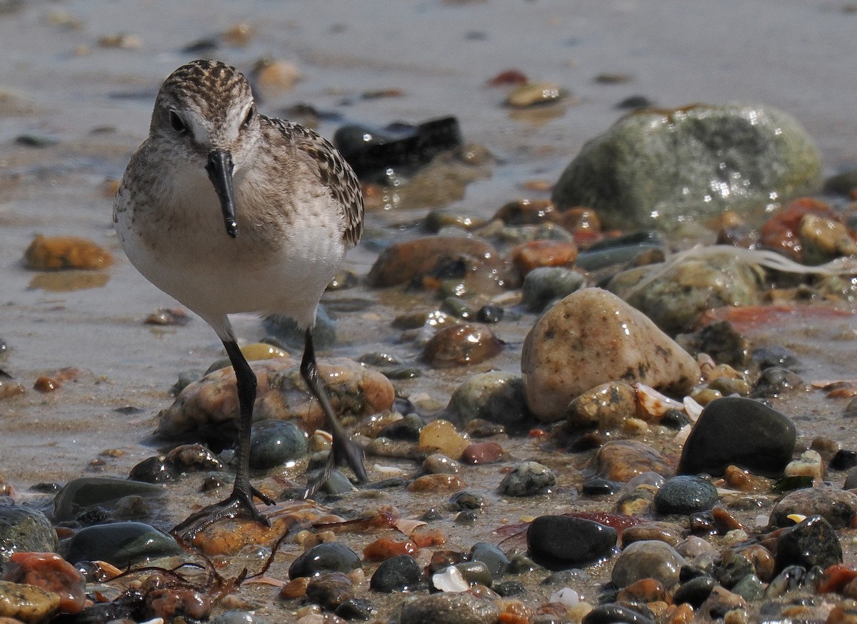 Semipalmated Sandpiper - ML646443367