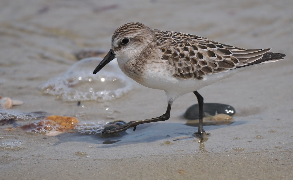 Semipalmated Sandpiper - ML646443368