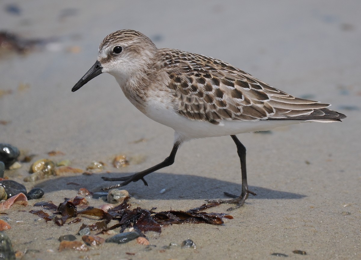 Semipalmated Sandpiper - ML646443369