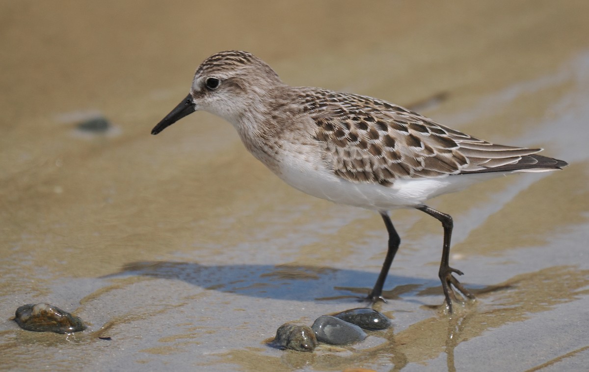 Semipalmated Sandpiper - ML646443370