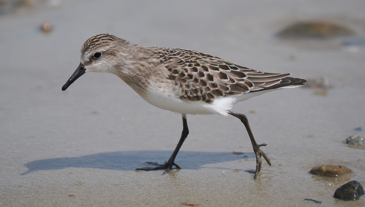Semipalmated Sandpiper - ML646443371