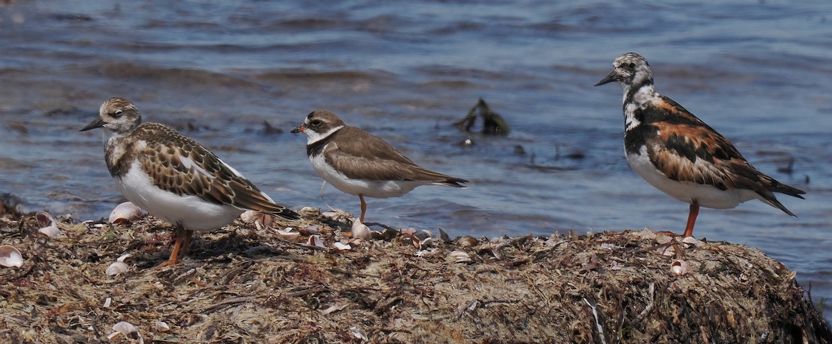 Ruddy Turnstone - ML646443372
