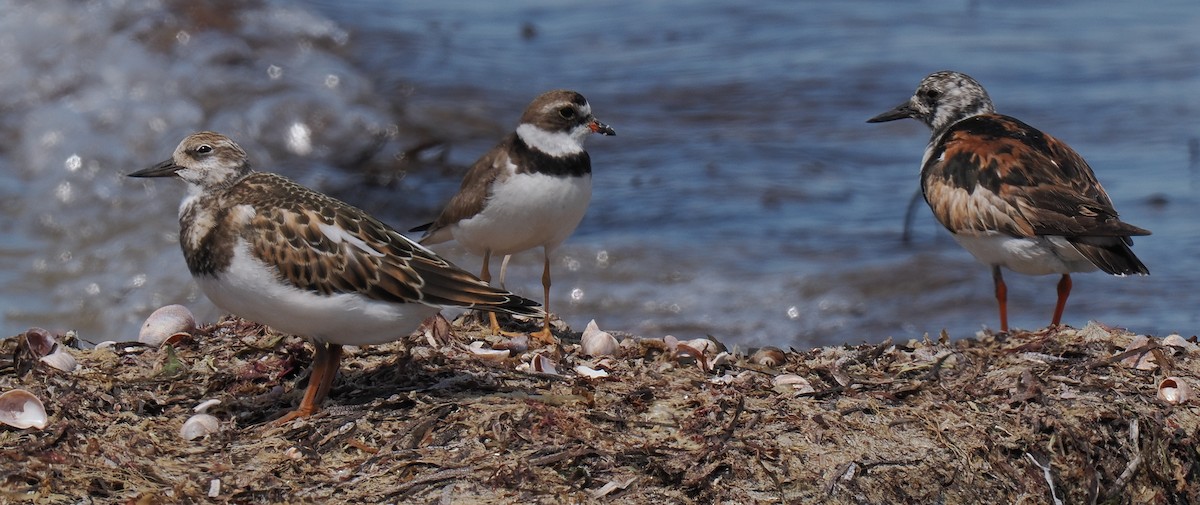 Ruddy Turnstone - ML646443373