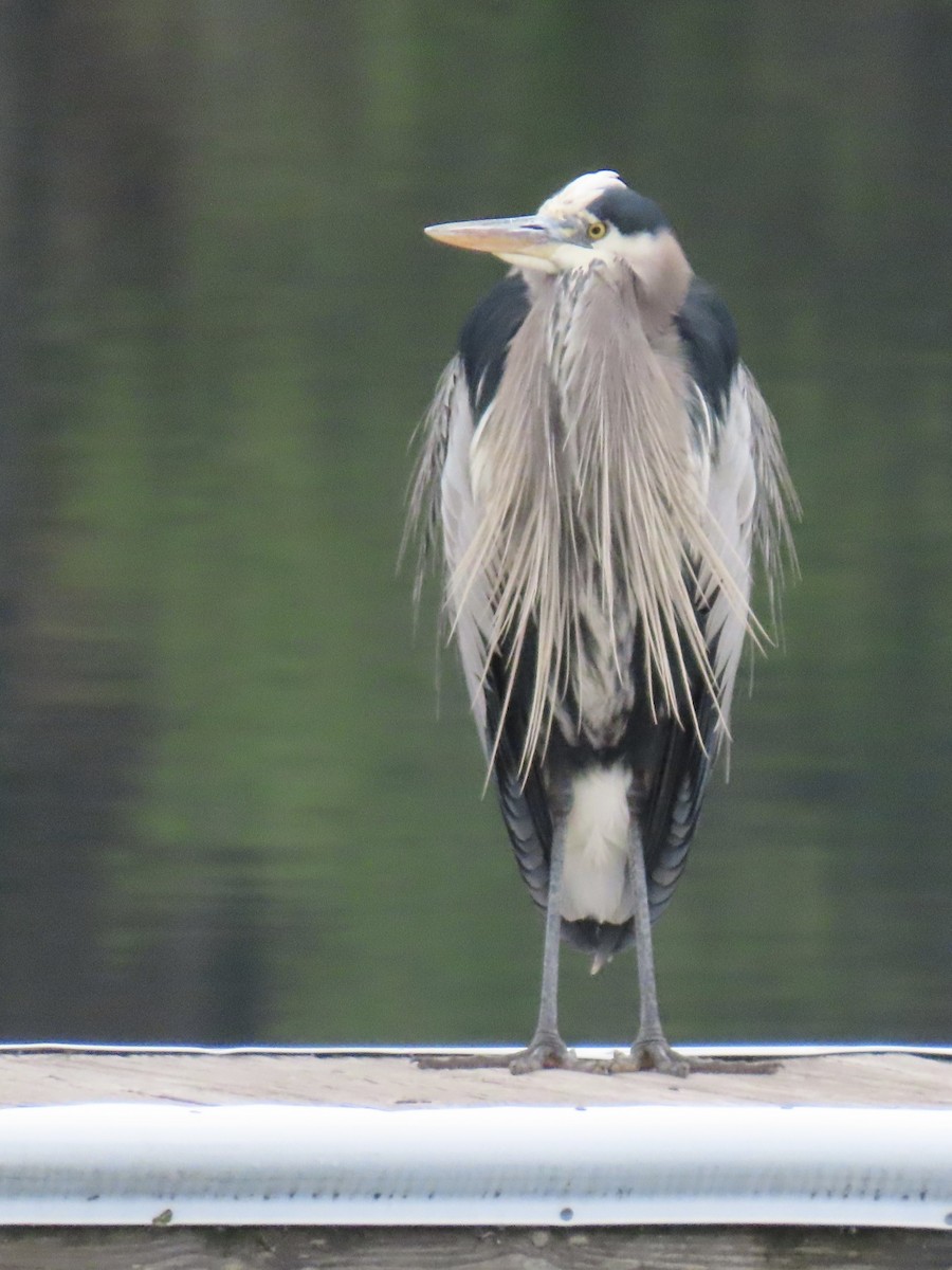 volavka velká - ML646443374