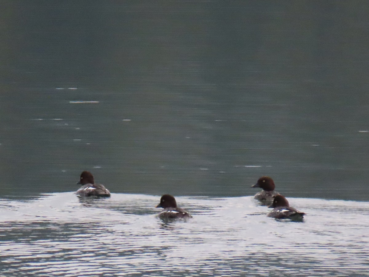 hohol severní - ML646443379