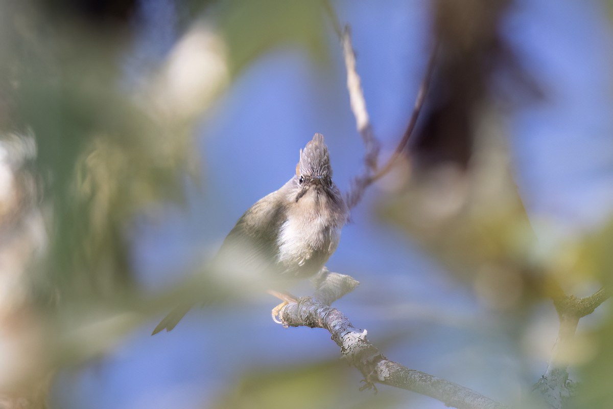 Whiskered Yuhina - ML646443383