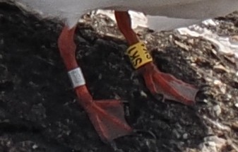 Roseate Tern - ML646443384