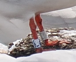 Roseate Tern - ML646443386