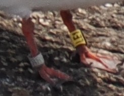 Roseate Tern - ML646443394