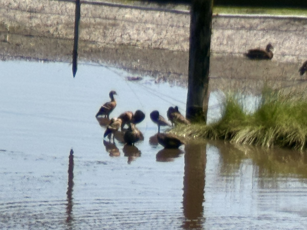 Plumed Whistling-Duck - ML646443395