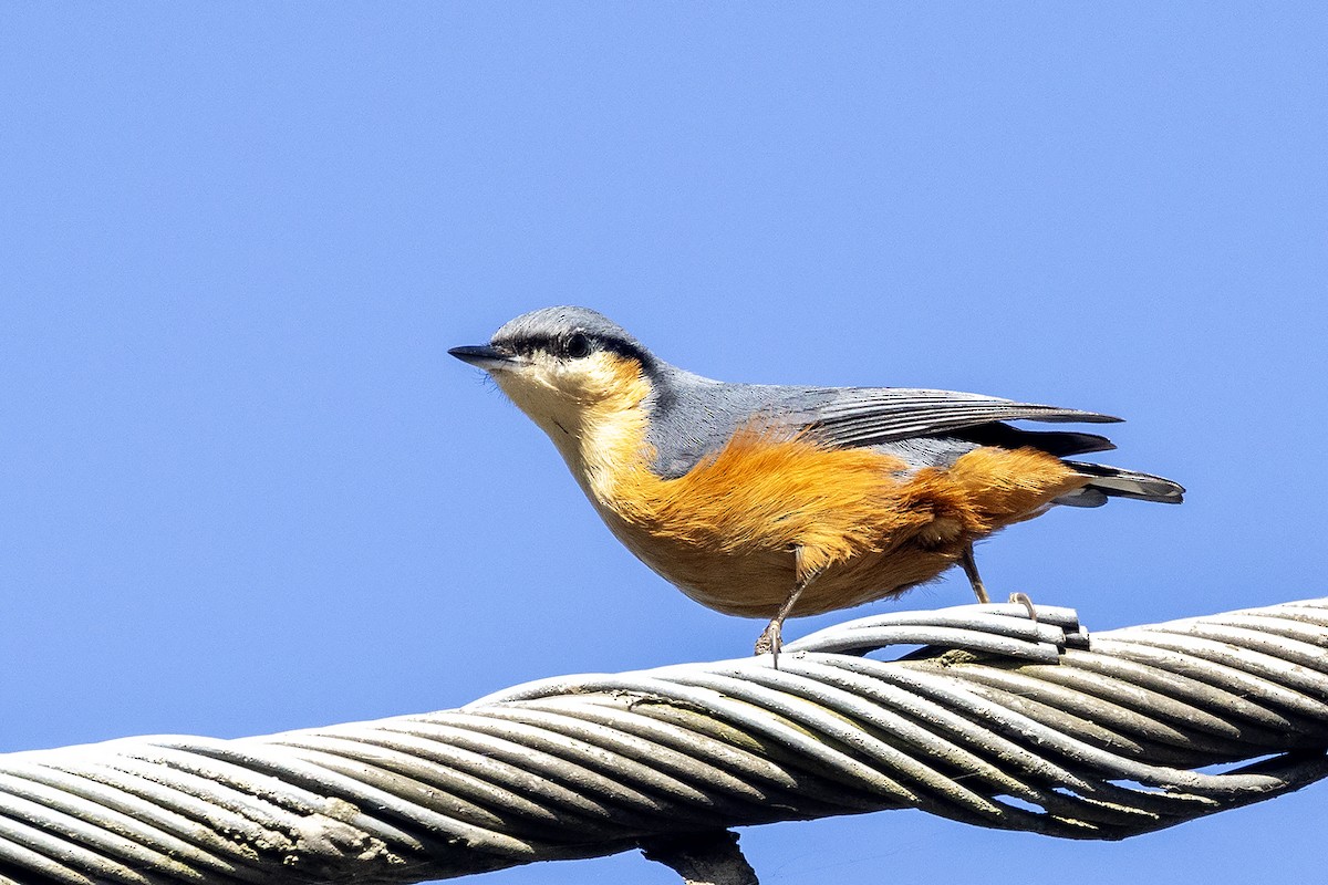 White-tailed Nuthatch - ML646443397