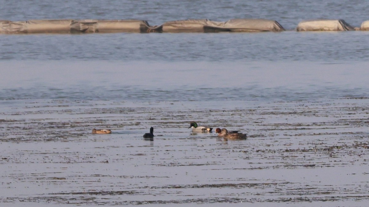 ヨシガモ - ML646443400