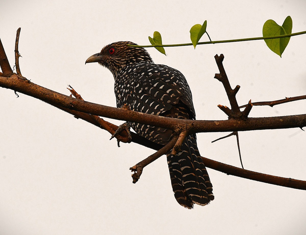 Asian Koel - ML646443403