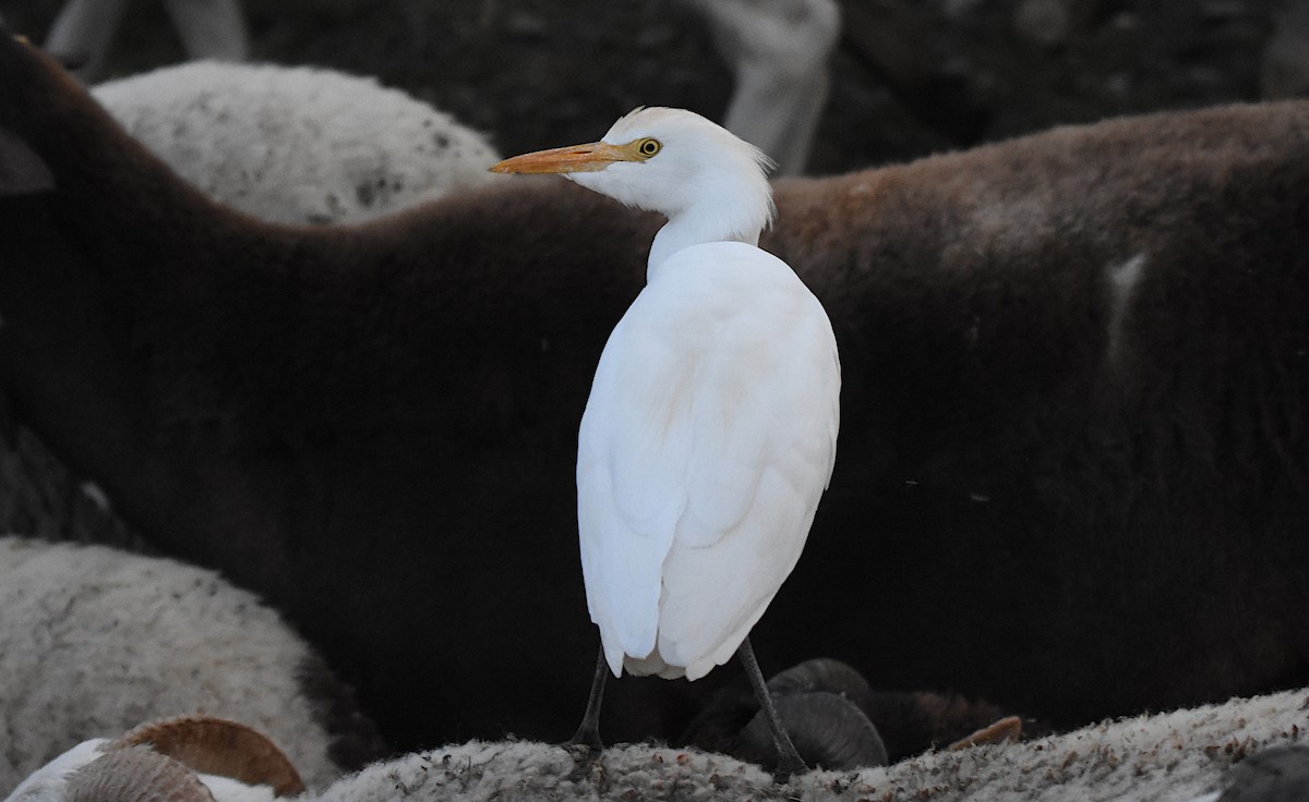 Western Cattle-Egret - ML646443404