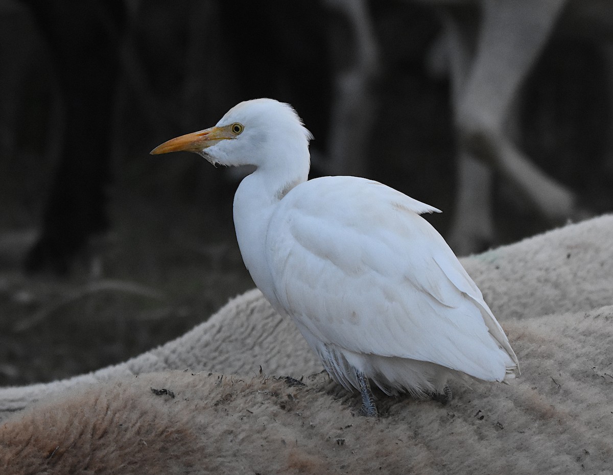 Western Cattle-Egret - ML646443406