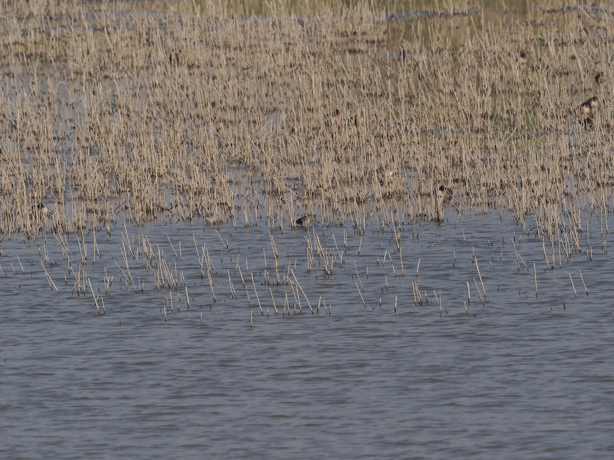 Long-billed Dowitcher - ML646443408