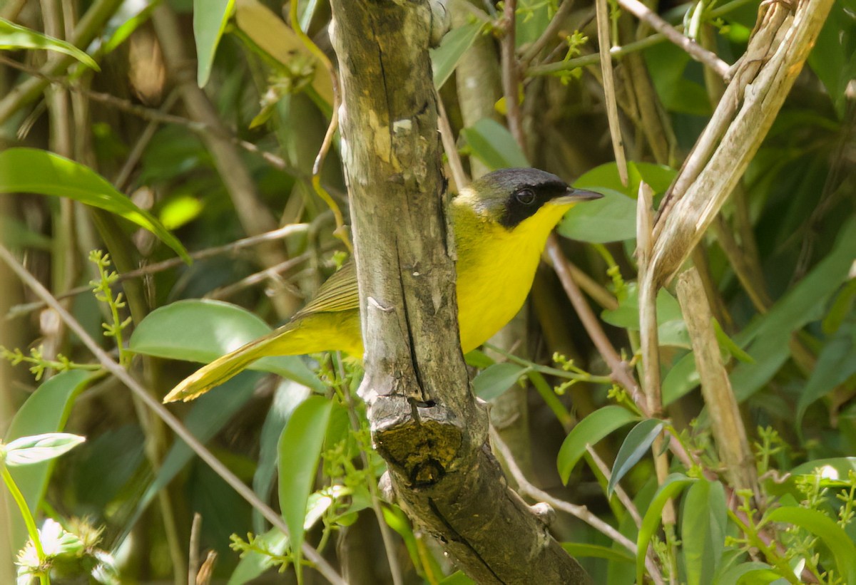 Жовтогорлик східний - ML646443413