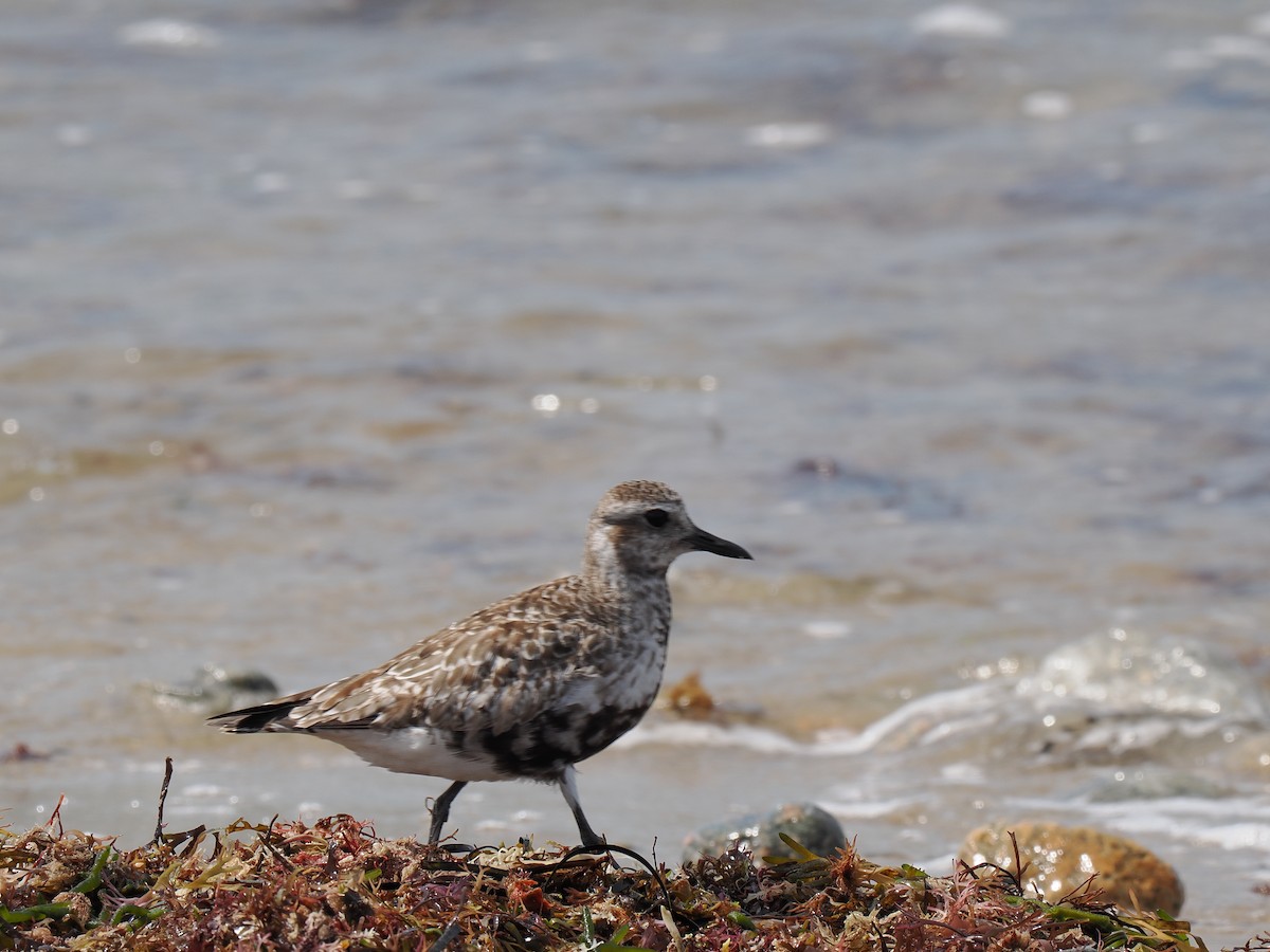 Black-bellied Plover - ML646443414