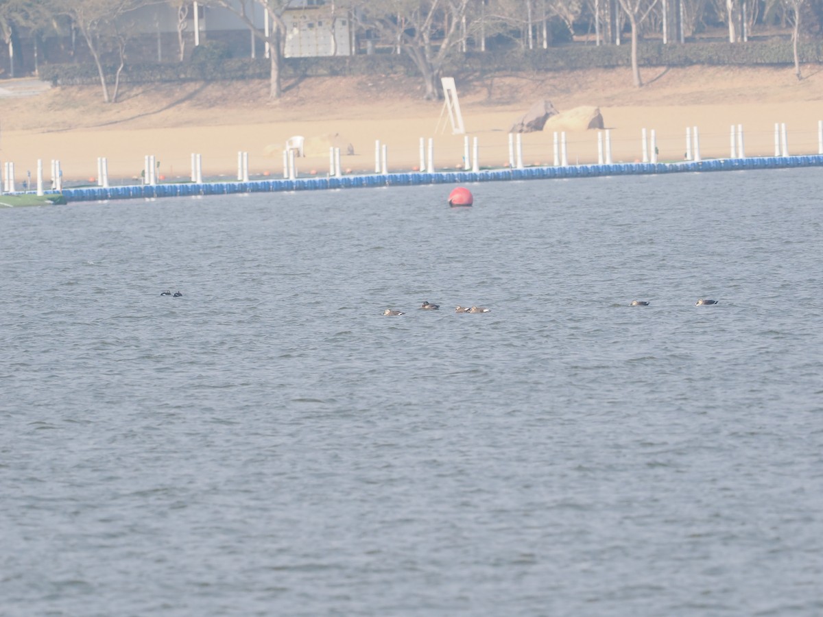Eastern Spot-billed Duck x Mallard (hybrid) - ML646443416