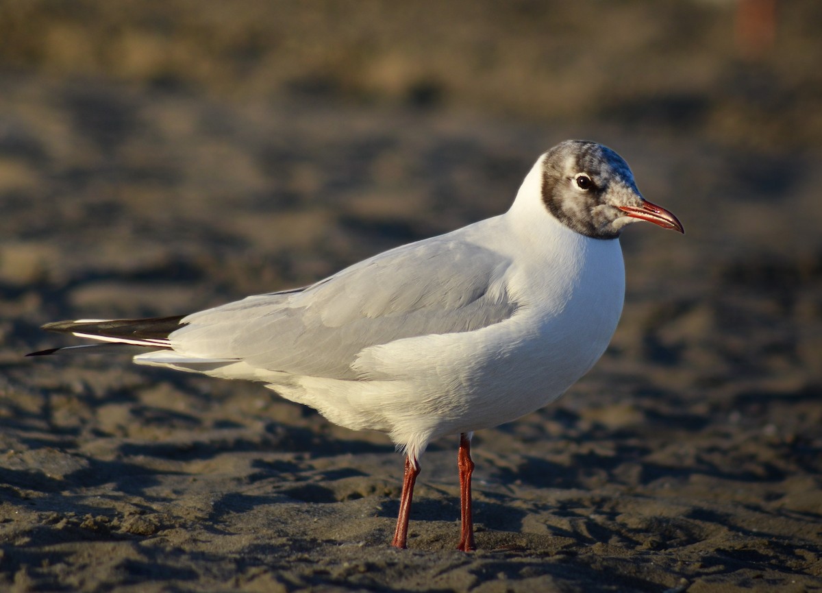Black-headed Gull - ML646443425
