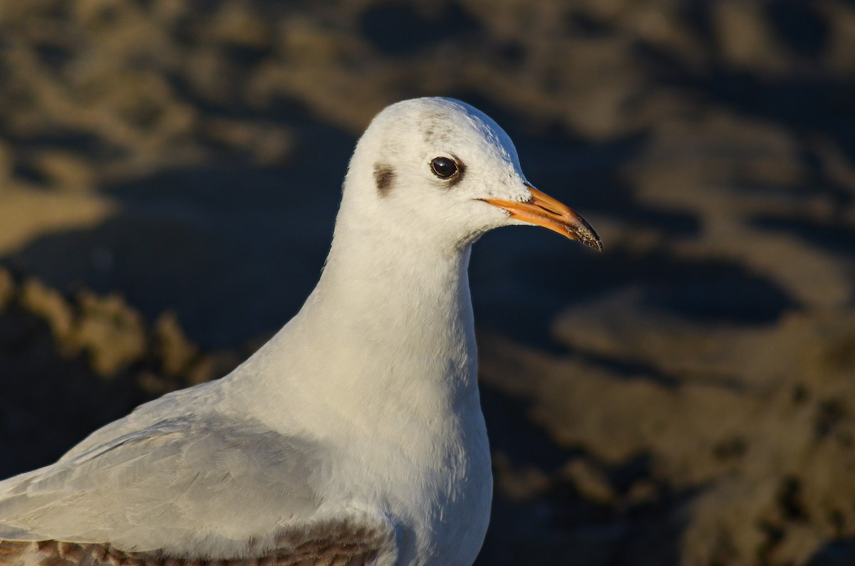 Black-headed Gull - ML646443426