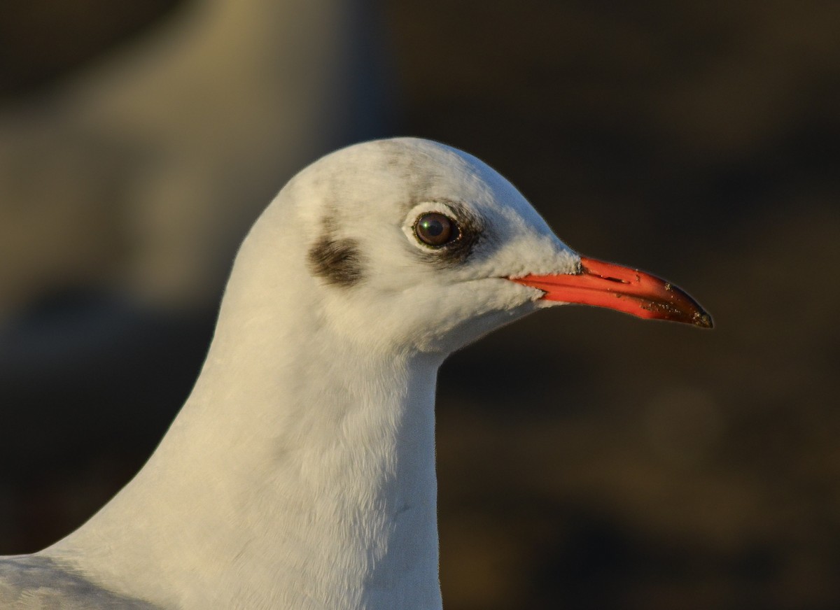 Black-headed Gull - ML646443427
