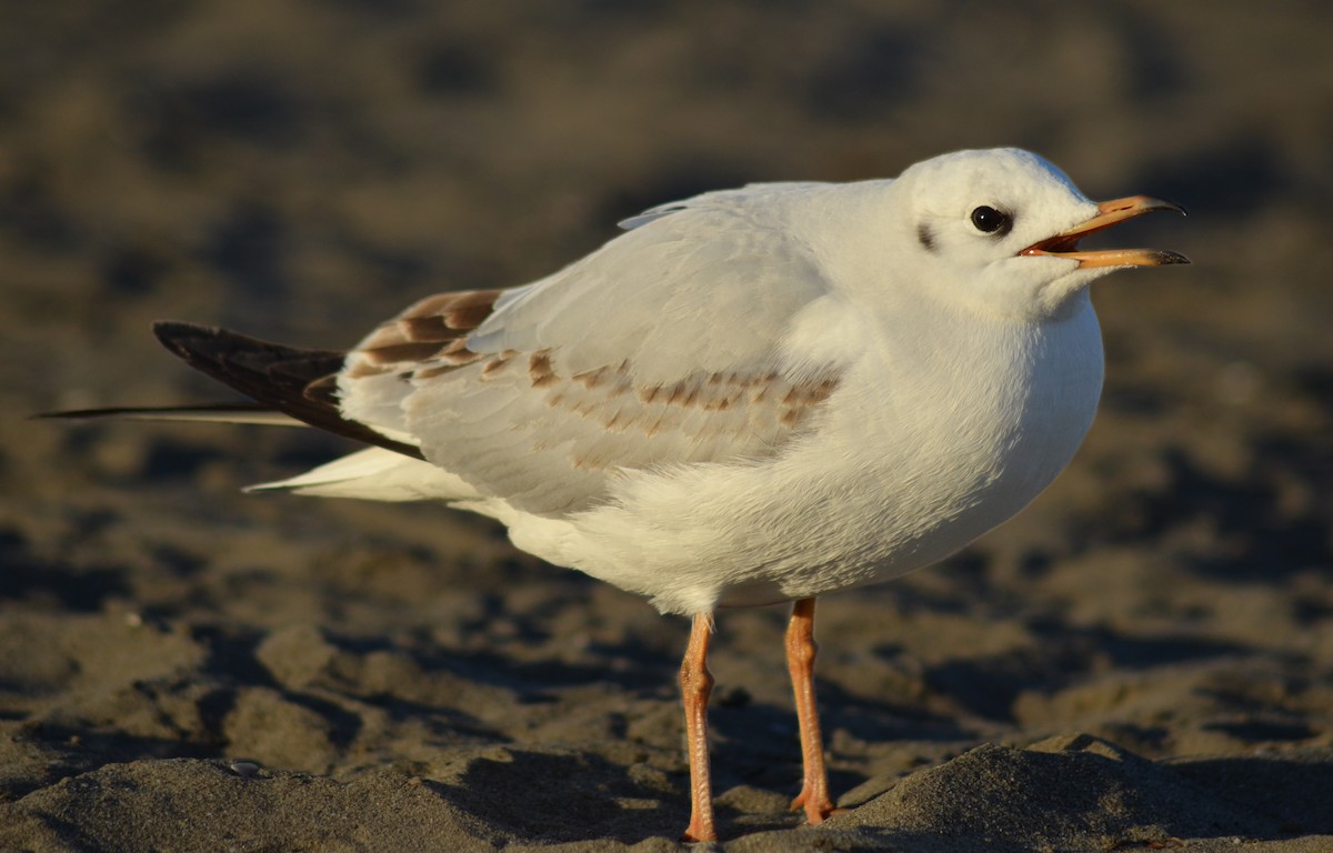 Black-headed Gull - ML646443428